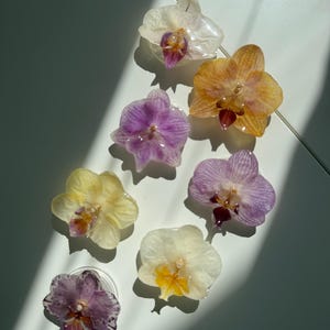 May include: A collection of seven individual orchid flowers preserved in clear resin. The flowers feature various colors including white, yellow, purple, and lavender, each with distinct petal patterns and centers, arranged in a scattered formation.