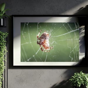 Photographie macro d'une toile d'araignée orbitèle délicate, impression sur papier peint texturé vert, art mural nature, photographie d'arachnide, cadeau pour les amoureux des insectes