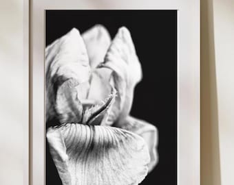 Archival Black And White Iris Flower Print, Botanical Macro Vertical Photography Wall Art, Monochrome Study Home Decor, Garden Lover Gift