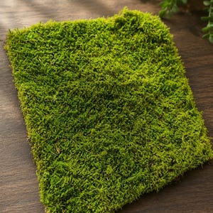 Preserved Hypnum Moss Sheet | Preserved Moss, Natural Green Terrarium, Diorama, Moss Art Supplies