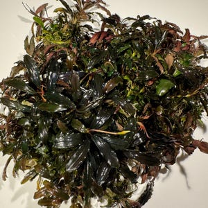 May include: A dense cluster of aquatic plants featuring long, narrow, wavy-edged leaves in deep shades of dark green, bronze, and reddish-brown. The foliage is glossy and arranged in a thick, overlapping formation with visible stems and roots.