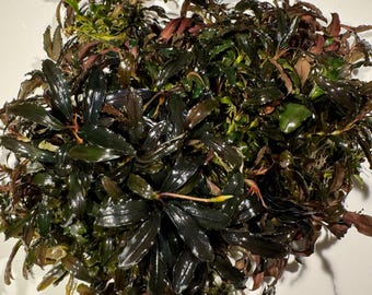 Bucephalandra Sp Kedegang - Submerged Grown! Aquarium, Terrarium