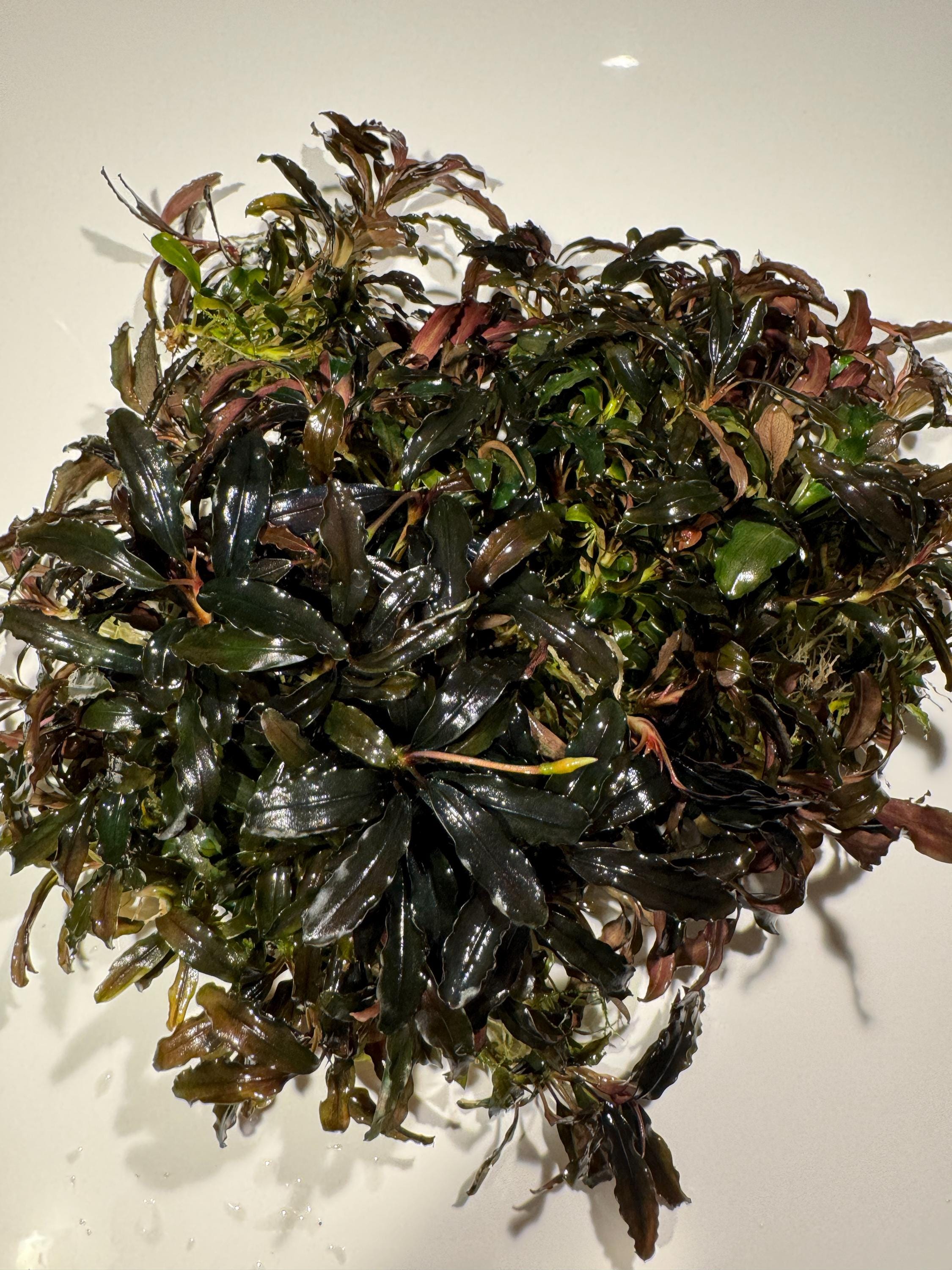 Bucephalandra - Etsy