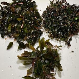 May include: Three clusters of aquatic plants with dark green and reddish-brown lanceolate leaves. The plants feature dense foliage with visible stems and root structures, displaying a mix of deep, glossy colors and varied leaf shapes in each group.