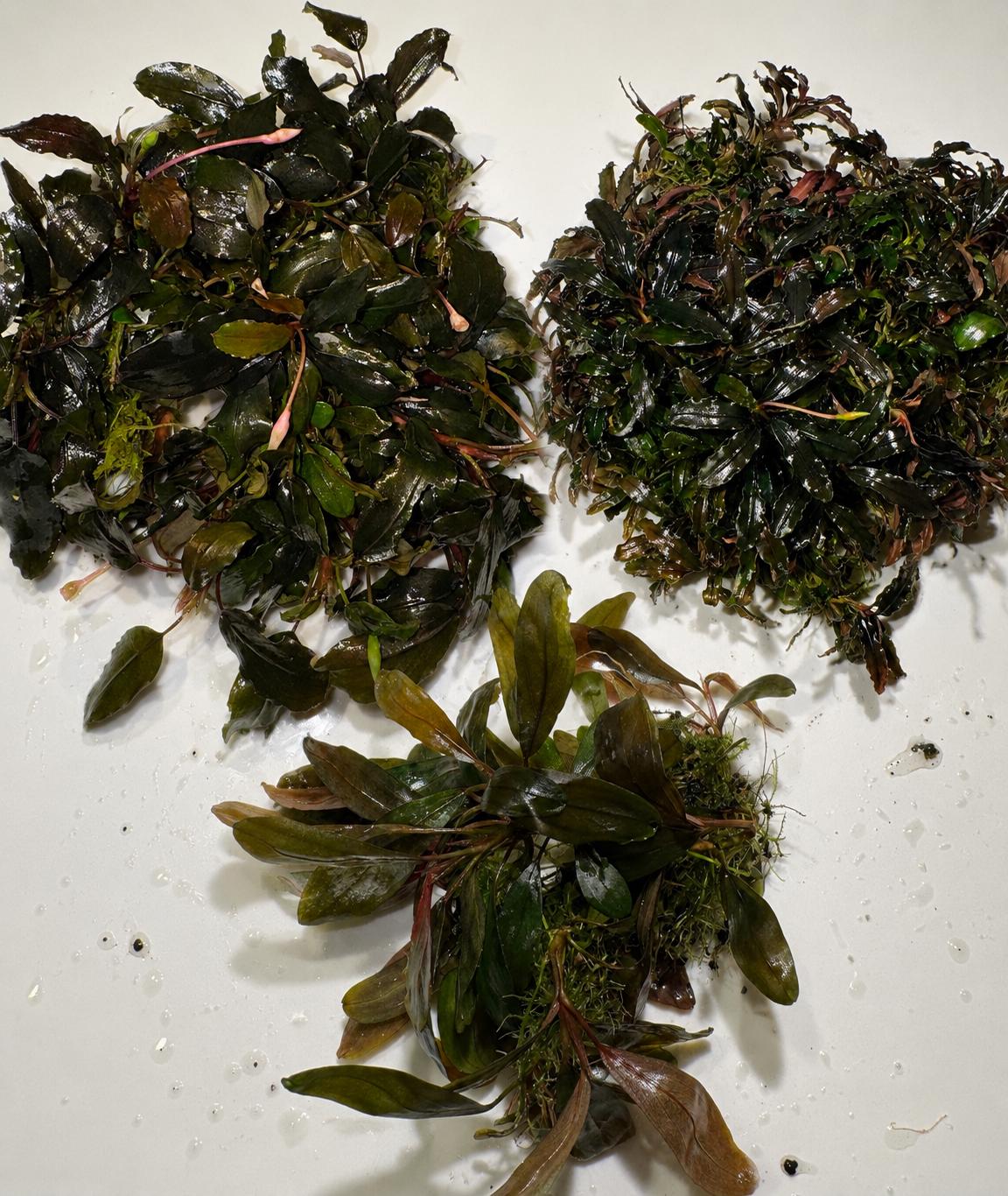Rare Bucephalandra - Etsy