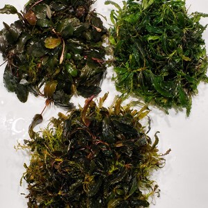 May include: Three distinct clusters of aquatic plants arranged on a white surface. The top left cluster features broad, dark brownish-green leaves. The top right cluster consists of vibrant, narrow, bright green leaves. The bottom cluster is a dense mix of dark green and reddish-brown foliage.