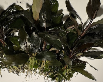 Compra 2 y llévate 1 gratis Bucephalandra Buce Brownie Ghost Purple,