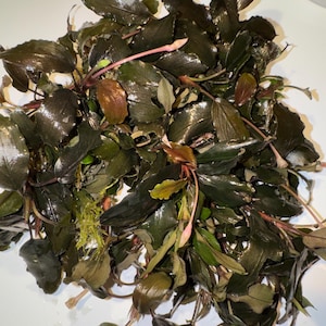 May include: A cluster of aquatic plants featuring dark, glossy, lance-shaped leaves in shades of deep brown, bronze, and dark green. The stems are thin and reddish, with some small, light-colored buds emerging from the dense foliage of the plant.