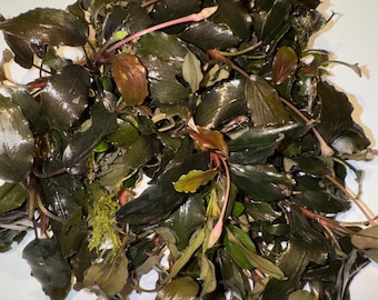Kup 2 i otrzymaj 1 gratis Bucephalandra Buce Brownie Ghost Purple,