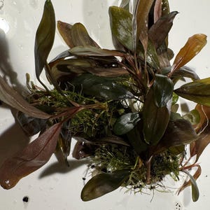 Buy 2 get 1 Free Bucephalandra Buce Lalina rhizome plant