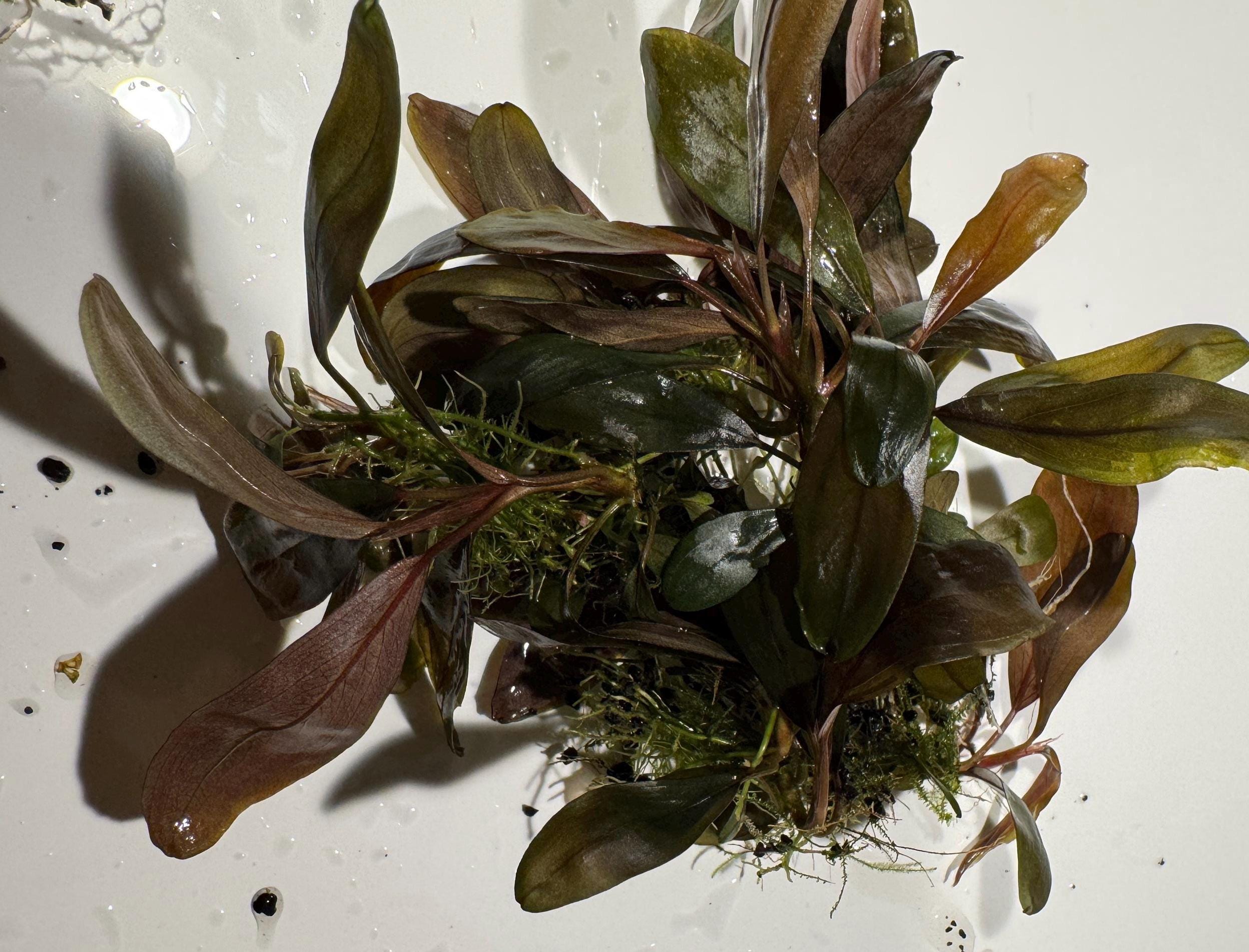 【TB便】Bucephalandra sp.\