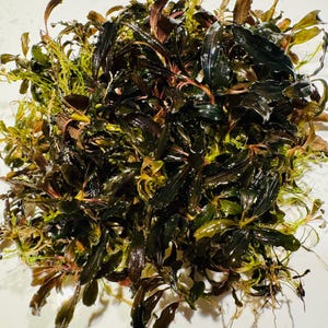 May include: A dense cluster of aquatic plants featuring long, narrow, wavy-edged leaves in shades of deep burgundy, dark brown, and olive green. The plant stems are thin and reddish, with visible root systems extending from the base of the foliage.