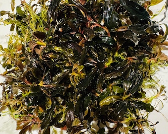 Hellfire Bucephalandra Pot - Buce Live Aquarium Plant Aquascape