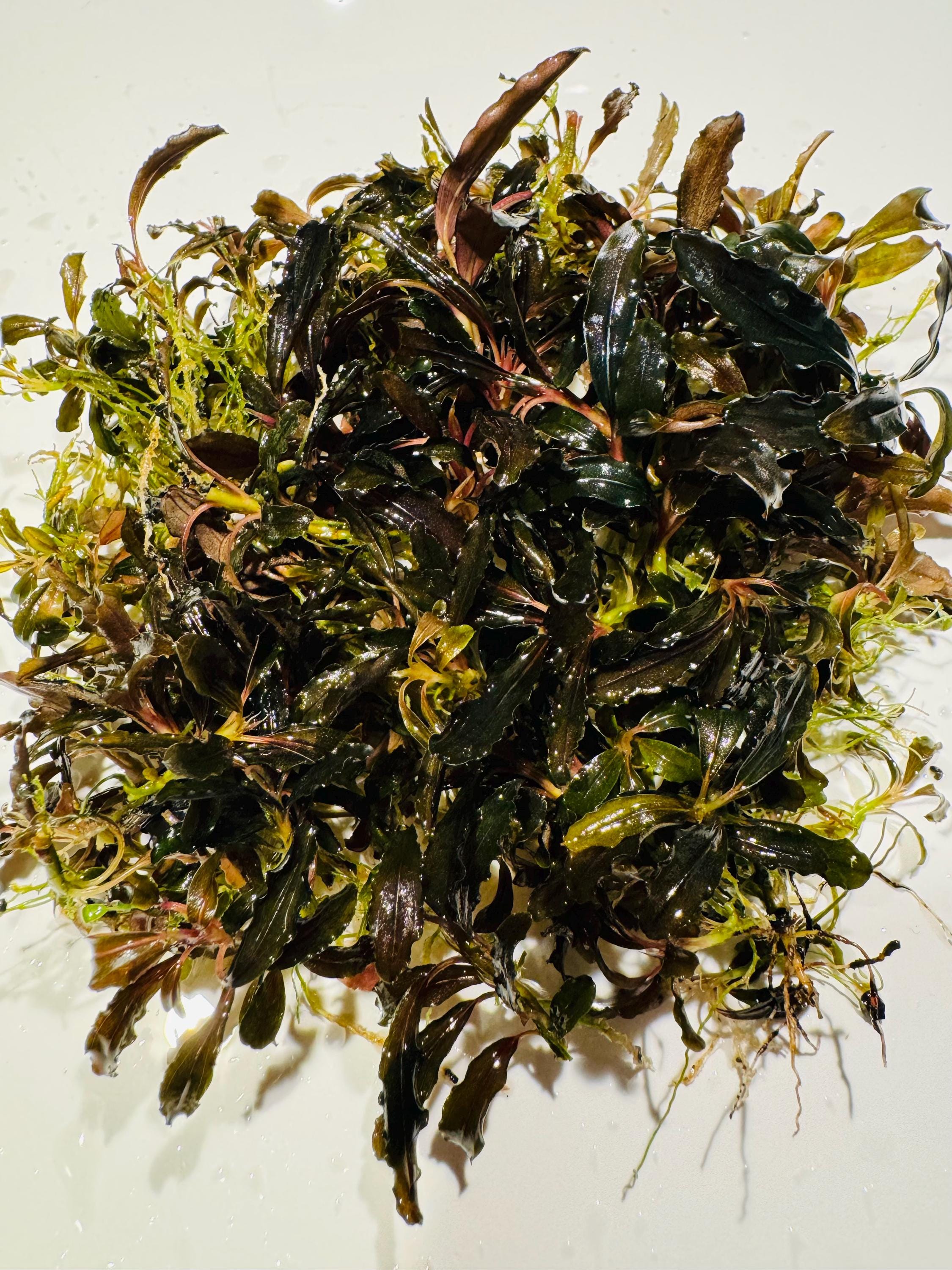 Rare Bucephalandra - Etsy