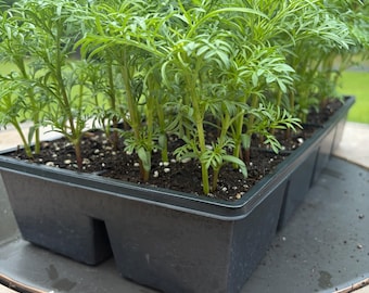 6 Live Cosmos Plant Seedling - 6 Pack - Sensation Mix | Pollinator Friendly Annual Flower Garden Plug