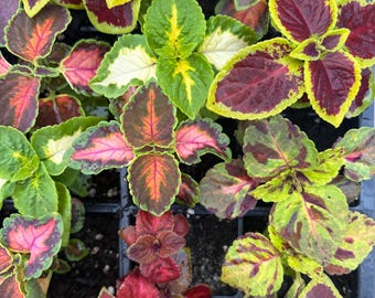 6 Live Coleus Plug Plant Seedling  - 6 Pack - Wizard Mix