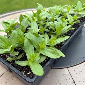 May include: A black plastic tray filled with young green plants. The plants have vibrant green leaves and are arranged in individual cells within the tray. The tray sits on a stone surface, with a blurred green lawn in the background.
