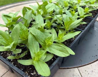 1 Live Zinnia Plant Seedling - 1 Pack - Cut and Come Again | Pollinator Friendly Annual Flower Garden Plug