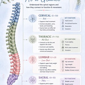 May include: Anatomy diagram of the human spine, color-coded to show the cervical, thoracic, lumbar, and sacral regions. The image includes text explaining spinal cord injuries and the functions of each spinal area.