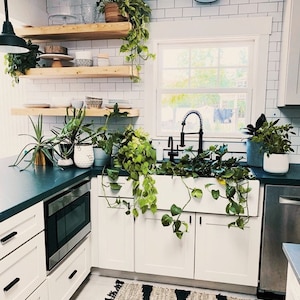 May include: A white kitchen sink with a farmhouse style design, featuring a black faucet and a variety of potted plants hanging over the sink.