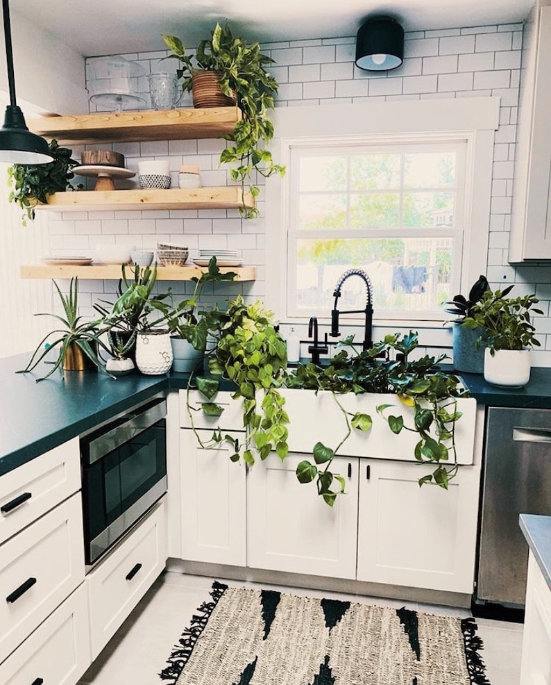 May include: A white kitchen sink with a farmhouse style design, featuring a black faucet and a variety of potted plants hanging over the sink.
