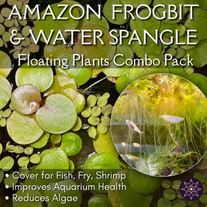 Combinación de plantas flotantes vivas: Frogbit y Water Spangle