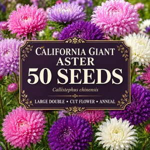 May include: A rectangular dark purple sign with gold decorative borders featuring the text CALIFORNIA GIANT ASTER 50 SEEDS Callistephus chinensis LARGE DOUBLE CUT FLOWER ANNUAL, surrounded by a variety of pink, purple, and white aster flowers.
