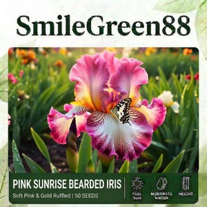 Peut inclure: Gros plan sur une fleur d'Iris Barbu Pink Sunrise, avec des pétales rose tendre et dorés. Un papillon est posé sur la fleur. L'image comprend le texte "SmileGreen88" et "PINK SUNRISE BEARDED IRIS".