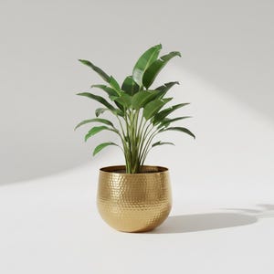 Puede incluir: Una planta ave del paraíso de color verde vibrante con hojas anchas y puntiagudas que crece en una maceta redonda de metal dorado. La maceta presenta un acabado de superficie martillada y texturizada que refleja la luz con un patrón.