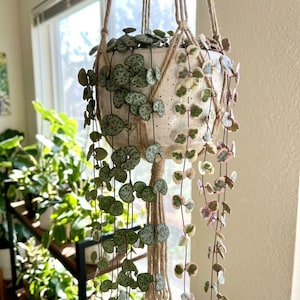 May include: A hanging planter with a String of Hearts plant. The ceramic pot is speckled white and brown, suspended by a macrame hanger. The plant has heart-shaped leaves with green and silver patterns, some with pink edges.