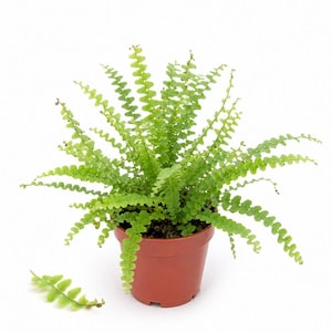 May include: A vibrant green fern plant with delicate, ruffled fronds growing in a simple, solid terracotta-colored plastic pot. A single detached fern frond lies on the surface near the base of the pot, showcasing the plant's distinct leaf structure.