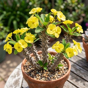 May include: A potted crown of thorns plant with bright yellow flowers and green leaves. The plant has thorny stems and is in a terracotta pot filled with small pebbles. The background is blurred, suggesting an outdoor setting.