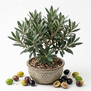 May include: A small olive tree with narrow, dark green leaves planted in a round, textured, light brown ceramic pot filled with pebbles. Several whole and halved green and black olives are scattered around the base of the pot.