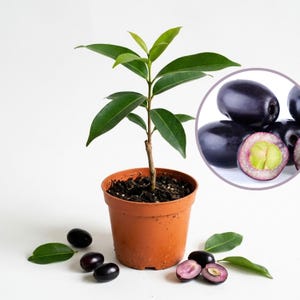 Java Plum Plant in 4" Pot, Tropical Fruit Tree