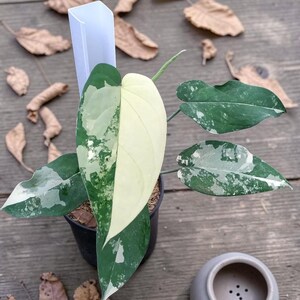May include: A potted houseplant with large, variegated leaves in shades of green and cream. The plant sits on a wooden surface with scattered dried leaves. A small, gray ceramic pot is also present.