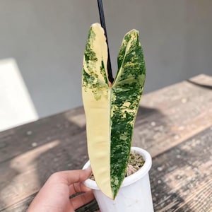 Philodendron billietiae variegated - Etsy 日本