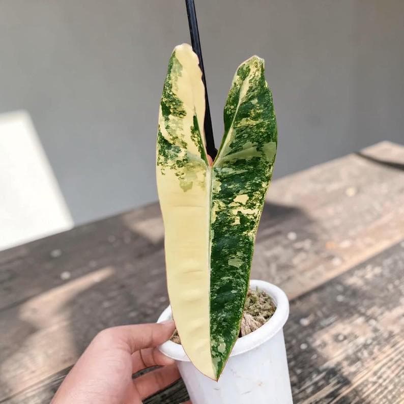 Philodendron billietiae variegated - Etsy 日本