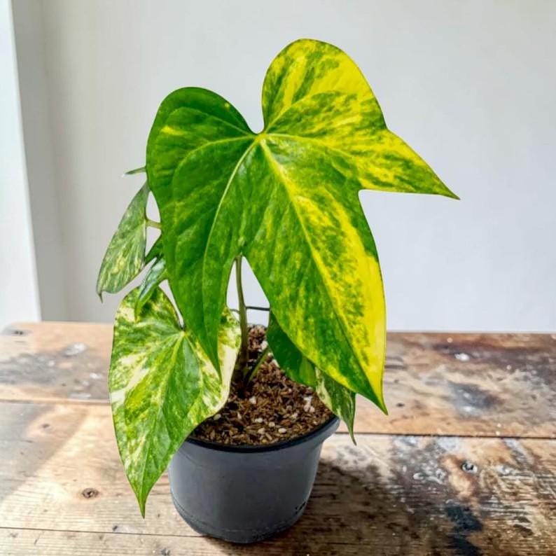 Rare anthurium - Etsy 日本