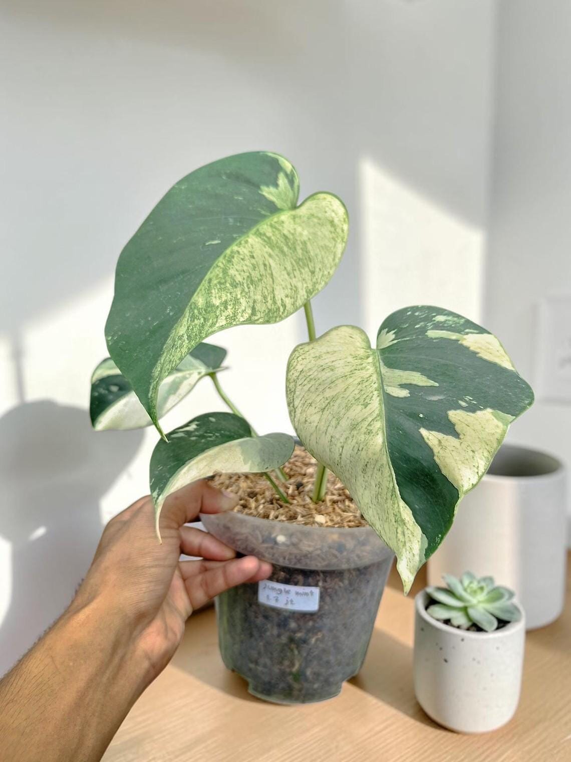 philodendron white princess scientific name 4” Philodendron 'White Princess' – Canopy Plant Co main image 0