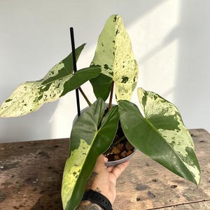 Ilsemanii - Etsy
