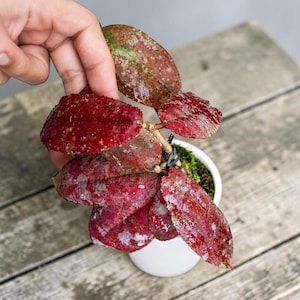 May include: A Hoya plant with glossy, deep red and burgundy succulent leaves featuring silver-grey speckling. The plant is potted in a small, round white ceramic container with visible green moss on the soil surface, showcasing thick, waxy foliage.