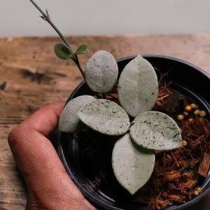 May include: A small potted plant featuring oval-shaped, light green leaves with dark green speckles. The plant has a thin, upright stem extending from the centre, and it is planted in a black plastic container filled with brown wood chip mulch.
