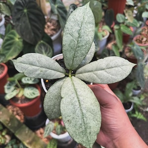 Hoya Mitrata Silver - Etsy
