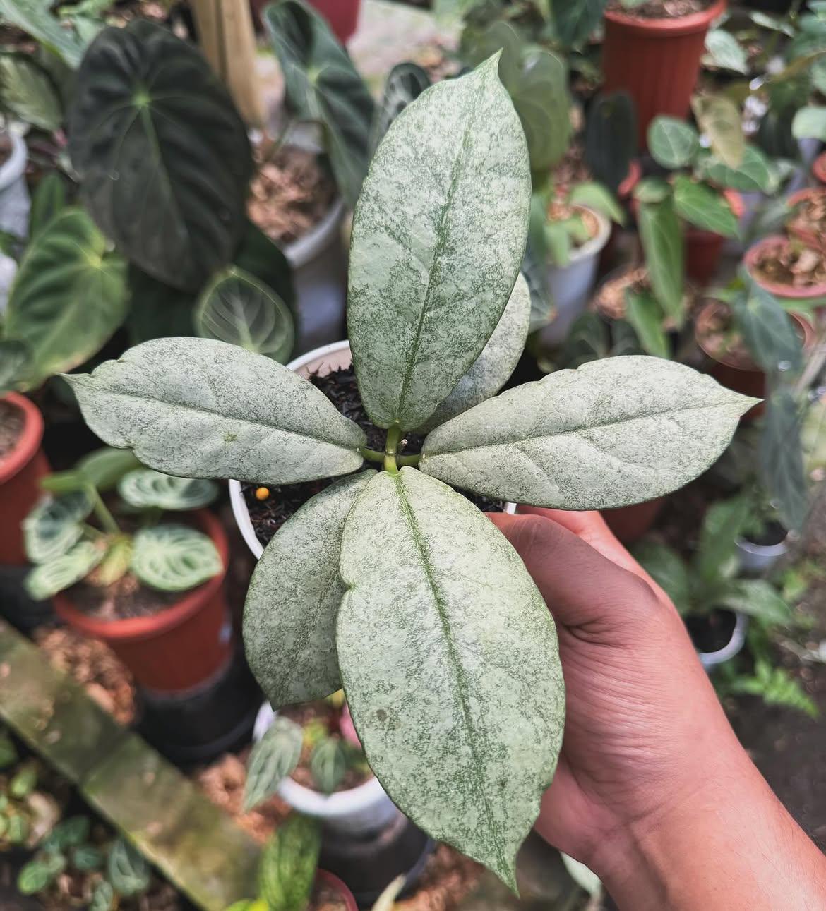 Hoya mitrata - Etsy 日本