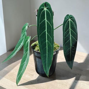 Anthurium Velvet - Etsy