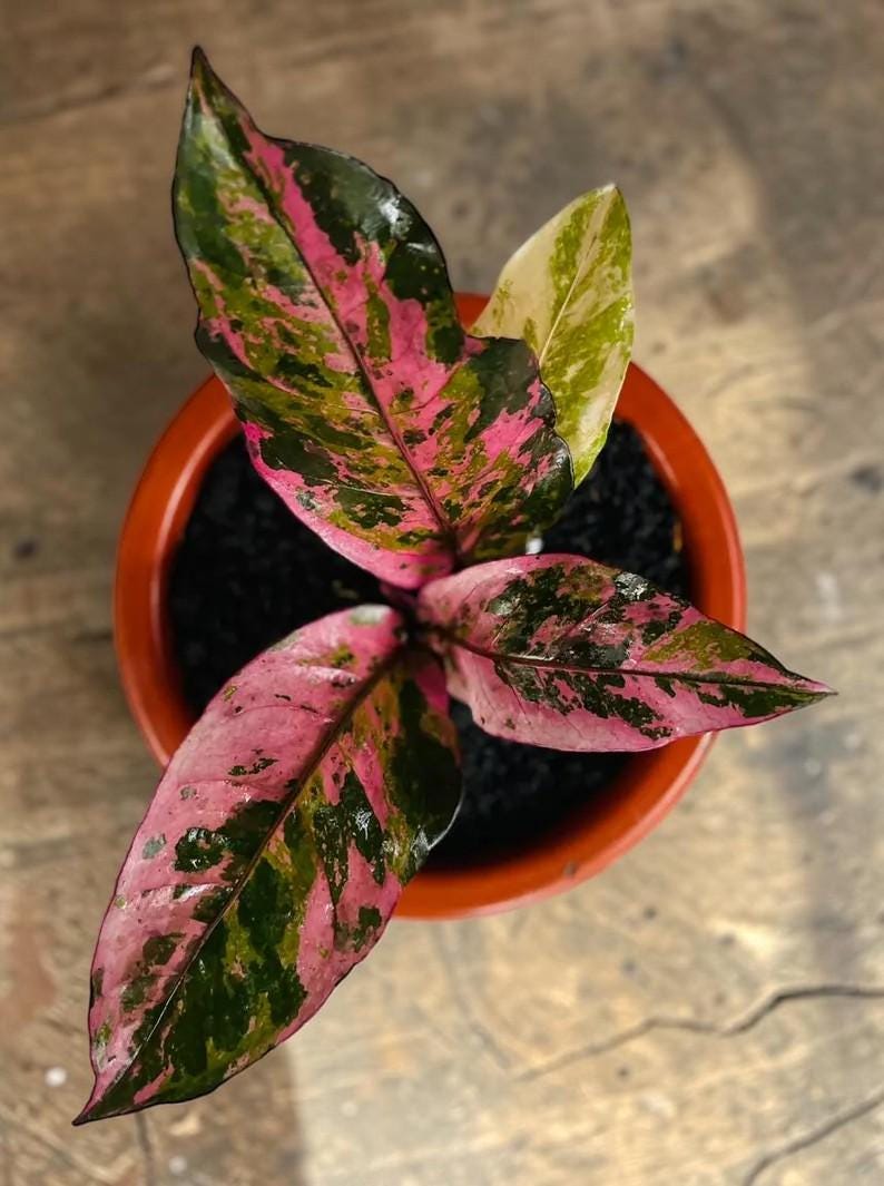 Anthurium Hookeri Sweeta Pink Polkadot ② Anthurium Hookeri Sweeta Pink Polkadot ③ Anthurium Hookeri Sweeta