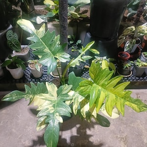 Philodendron Florida Beauty Mint - Etsy