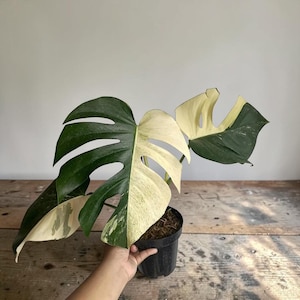 Rooted Monstera Albo Variegata - Etsy