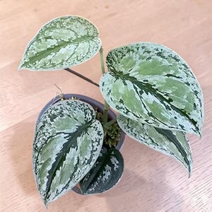 Könnte beinhalten: Eine Scindapsus pictus Pflanze in einem kleinen grauen Topf. Die Pflanze hat herzförmige Blätter mit einem panaschierten Muster aus dunkelgrünen Zentren und silbergrauen Sprenkeln. Das Laub ist an dünnen Stielen angeordnet und zeigt eine Textur.