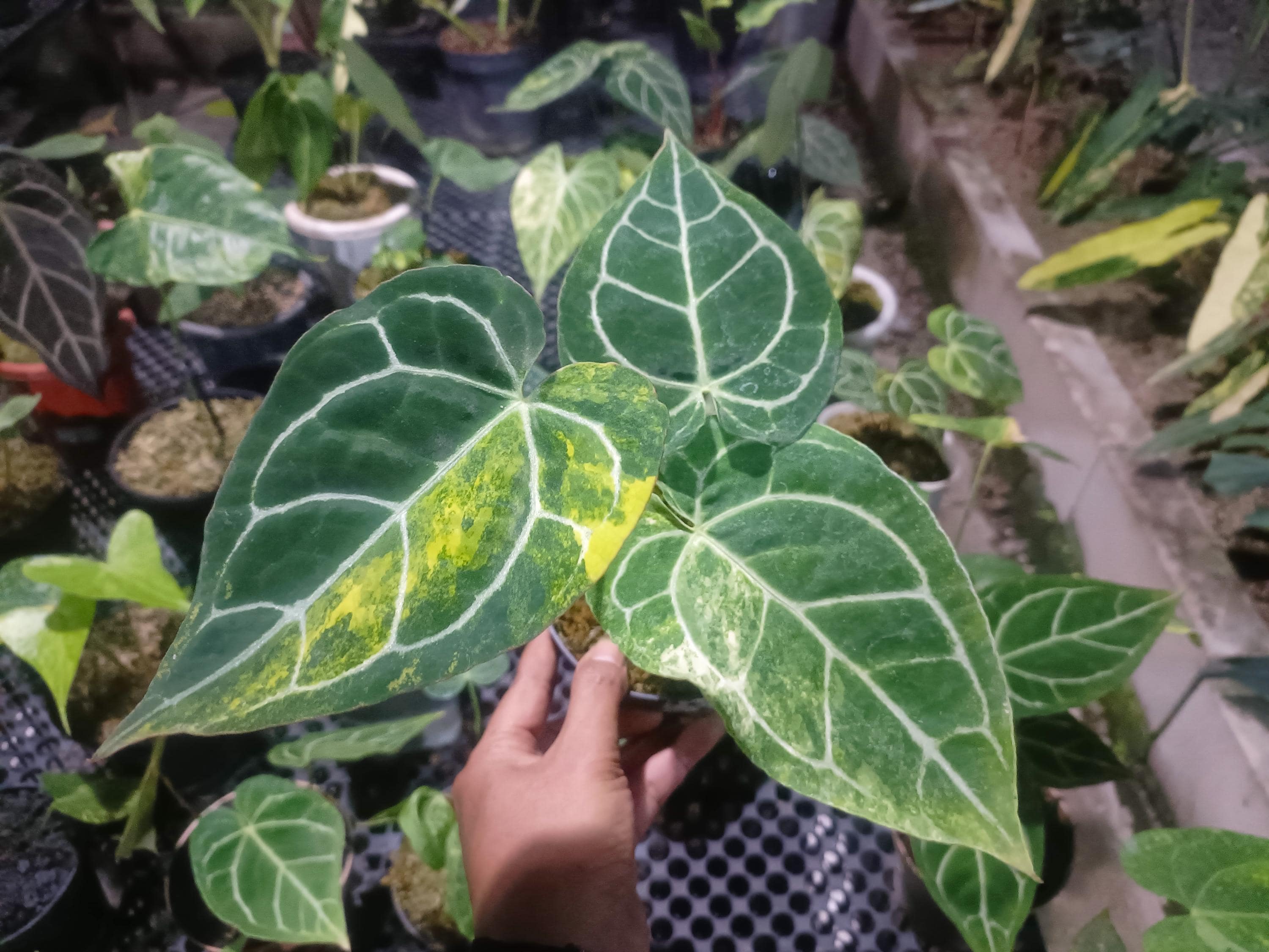 Anthurium Crystallinum Variegated - Etsy Canada
